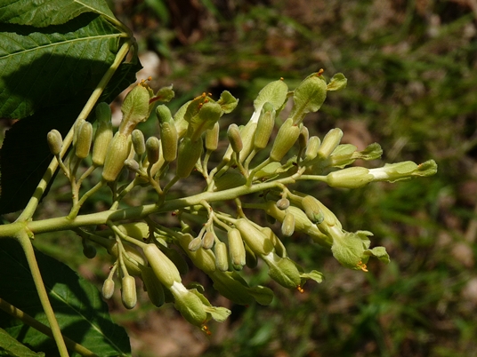 {Aesculus sylvatica}